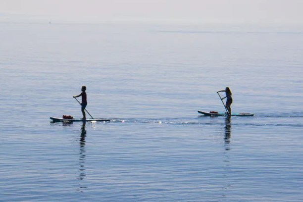 a dog swimming in a body of water