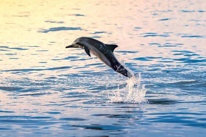 a dog swimming in a body of water